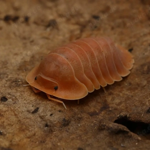 Cubaris sp "crabby" assel asseln Bodenpolizei isopod isopoda 