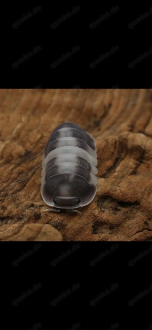 Cubaris sp "crazy horse" assel asseln Bodenpolizei isopod isopoda 