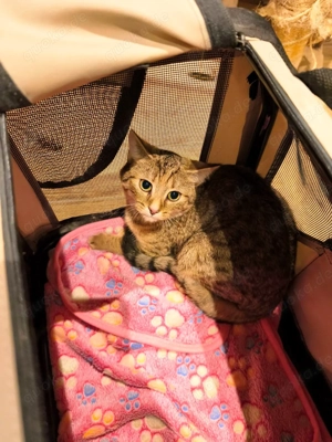 Katze europäisch kurzhaar 7 Monate abzugeben behandelt  Bild 3