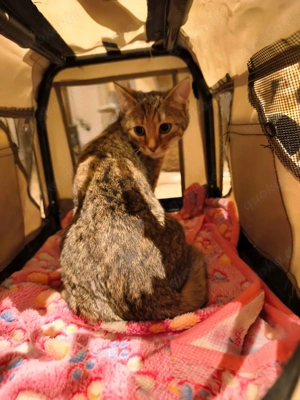 Katze europäisch kurzhaar 7 Monate abzugeben behandelt  Bild 2