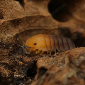 Cubaris sp "honey tiger" assel asseln Bodenpolizei isopod isopoda 