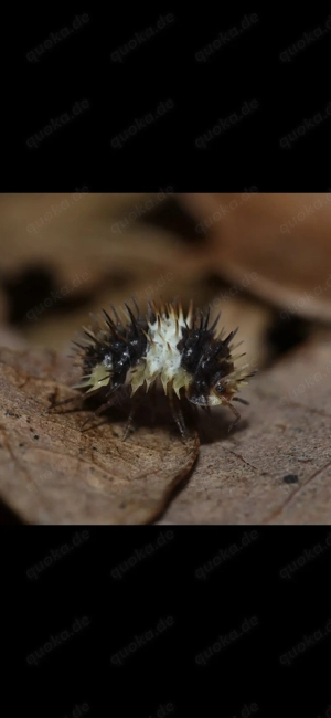 Laureola sp "white stripe" assel asseln Bodenpolizei isopod isopoda 