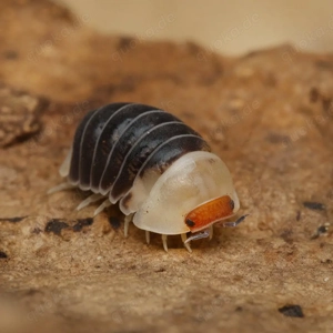 Spherillo sp "black castle" assel asseln Bodenpolizei isopod isopoda 