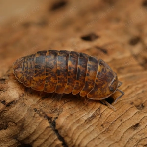 Filipinodillo sp "dingalan giants" assel asseln Bodenpolizei isopod isopoda 