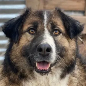 Poppi, geb. ca. 06 2021, lebt in GRIECHENLAND, im städt. Tierheim Serres