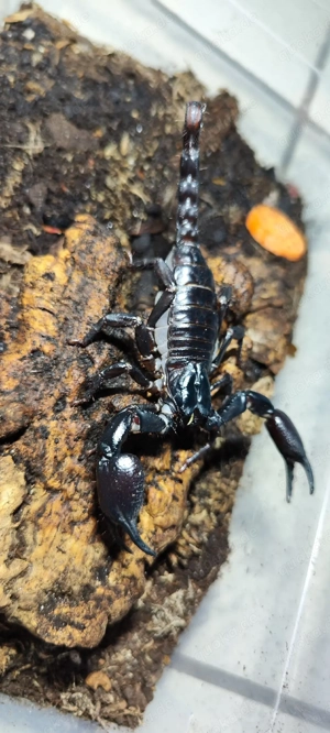 Heterometrus silenus Adult 0.1