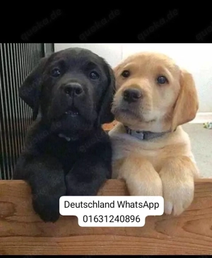 Labrador Retriever Hündinnen abgabebereit, FCI