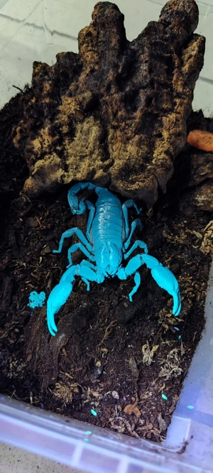 Heterometrus laoticus (Schwarzer-Laos-Skorpion) 0.1