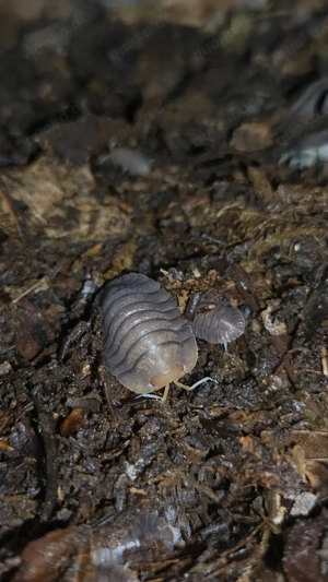 Troglodillo sp "orange mask" assel asseln Bodenpolizei isopod isopoda 