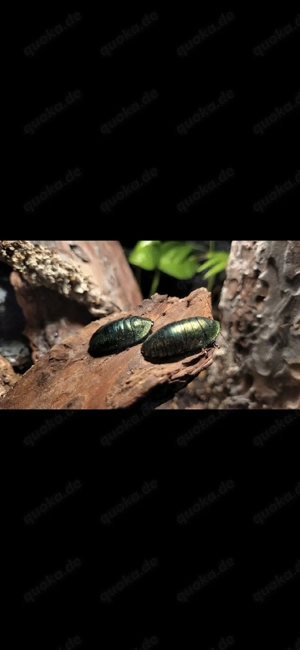 Smaragdschaben Pseudoglomeris magnifica Schabe Zierschabe  smaragdschabe 