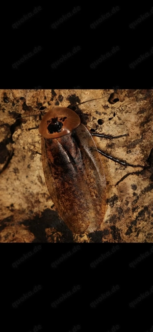 Pfefferschabe Schabe Zierschabe Archimandrita tesselata 