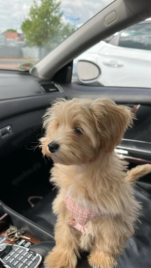 Nala sucht neues zuhause Maltipoo Weibchen