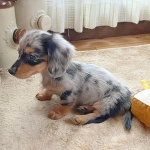 Gut aufgezogene Welpen suchen ein Zuhause für immer