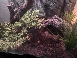 Theraphosa Blondi zu verkaufen