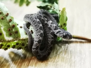 Eierschlange Dasypeltis scraba 1.0 Männchen 