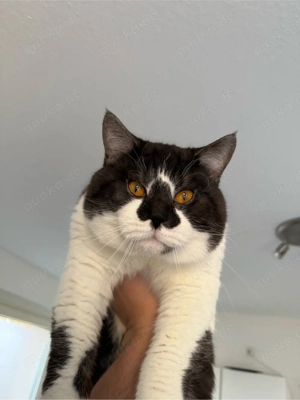 BKH - Britisch Semi-Langhaar