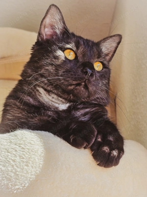 Ein kastrierter Kater sucht ein Zuhause