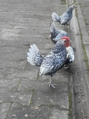 Gebe 1,2 Sebright Zwerghühnern ab.