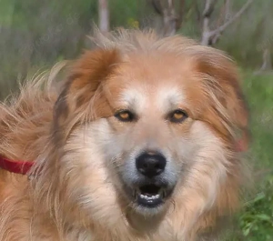 Rolex, anhänglich und aufgeschlossen