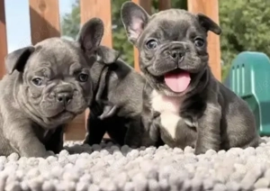  Zuckersüße Französische Bulldoggen Welpen mit Ahnentafel