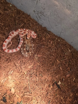 Tausche 2 Kornnattern gegen andere Schlange 