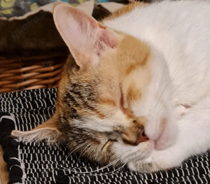 Glückskatze sucht ein neues Zuhause