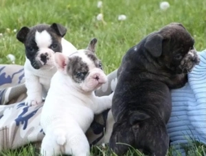 Zuckersüße sportliche Französische Bulldoggen Welpen Blue Lilac