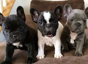 Zuckersüße Französische Bulldoggen Welpen mit Ahnentafel