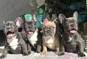 Zuckersüße Französische Bulldoggen Welpen mit Ahnentafel