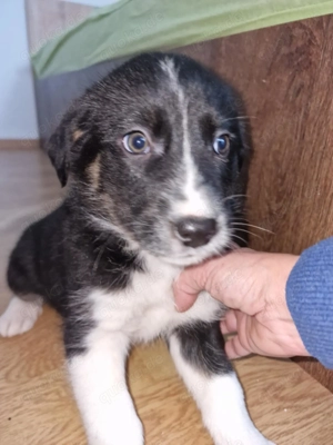 Toffy, kleines Hundemädchen sucht liebevolle Hände 