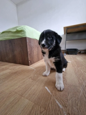 Toffy, kleines Hundemädchen sucht liebevolle Hände 