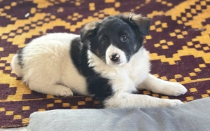 Nancy - bezauberndes Hundemädchen