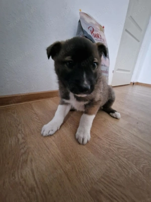 Timi, kleiner Hundemann sucht seine Menschen