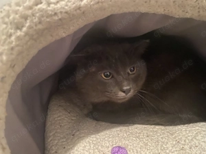 Russisch blau Kater sucht dringend ein neues Zuhause