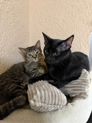 Unsere 2 EKH Kitten (männlich) suchen ein Zuhause 