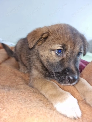 Tomi, kleiner Hundemann sucht sein Zuhause