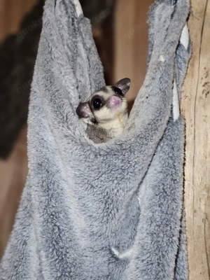 Kurzkopfgleitbeutler  Sugar Glider abzugeben  Bild 3
