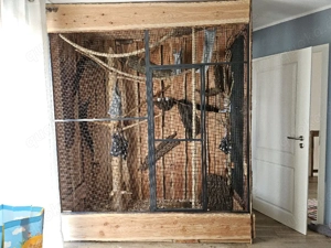 Kurzkopfgleitbeutler  Sugar Glider abzugeben 