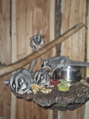 Kurzkopfgleitbeutler  Sugar Glider abzugeben  Bild 2