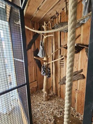 Kurzkopfgleitbeutler  Sugar Glider abzugeben  Bild 6
