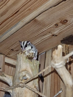 Kurzkopfgleitbeutler  Sugar Glider abzugeben  Bild 5