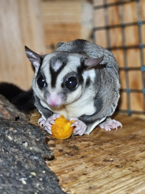 Kurzkopfgleitbeutler  Sugar Glider abzugeben  Bild 4