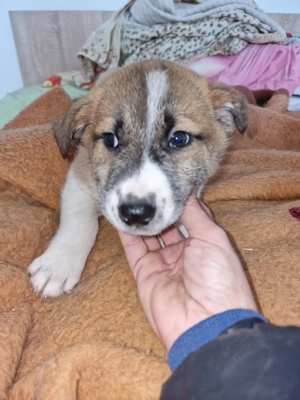 Tyler, kleiner Hundemann sucht sein Glück