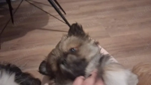 Mischling welpe (pekinese-zwergspitz ))