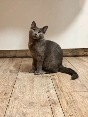 Junger Kater gesucht