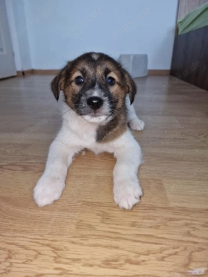 Titus sucht sein Körbchen für immer