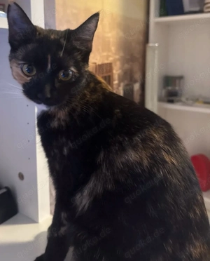 Katzenmädchen abzugeben 