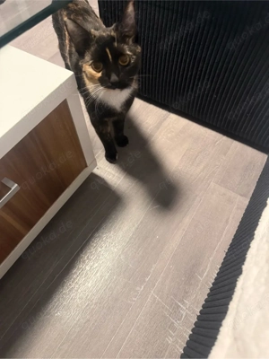 Katzenmädchen abzugeben 