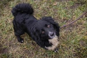 Chip-Nr. 257999 - Ich bin lieb und sozial. Leider habe ich noch keinen Namen, und auch keine Familie