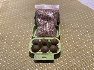 Bruteier Harlekinwachteln 6 Stück 